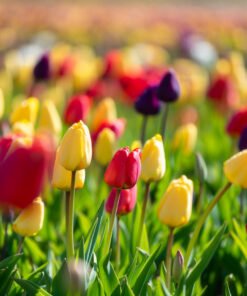 بيجامات الربيع